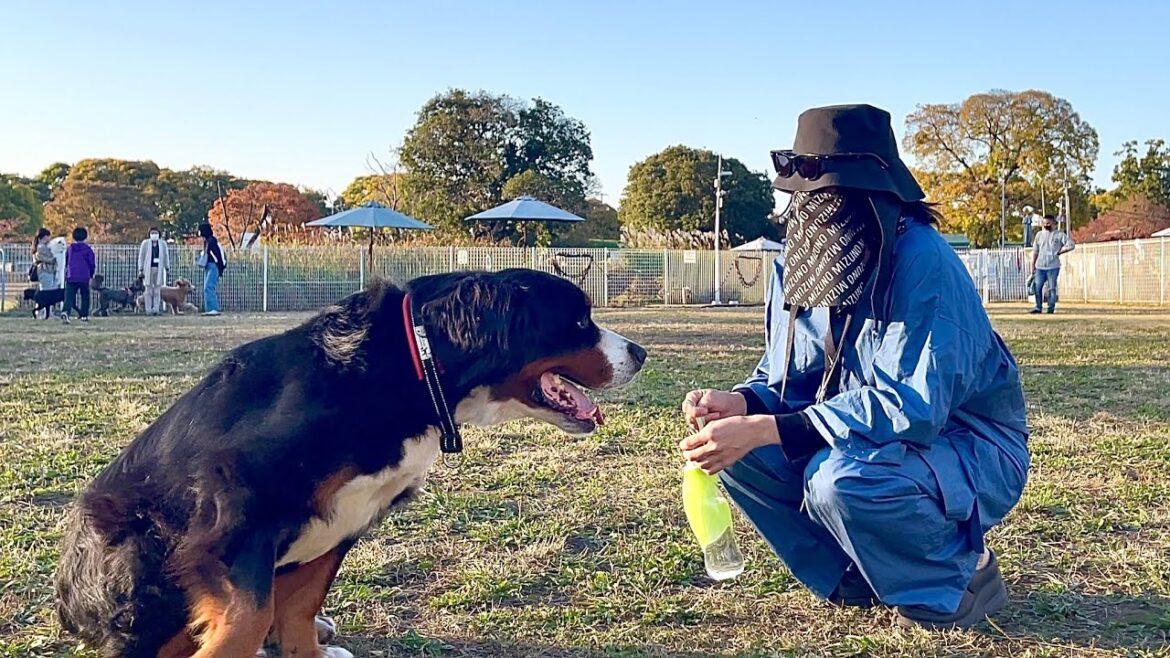 飼い主を亡くした老犬バーニーズを保護して4か月