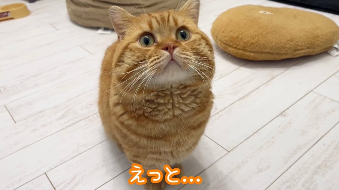朝、マンチカンの茶々くんが可愛い鳴き声で起こしに来てくれました❤️