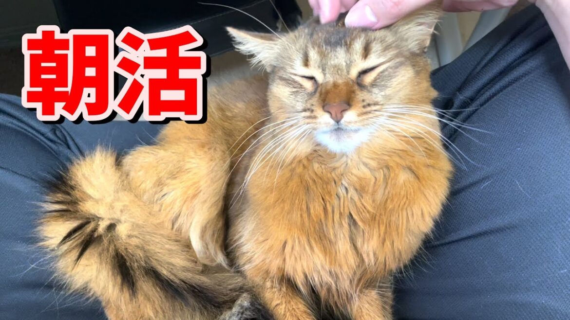 我が家の愛猫の朝活(ふみふみ)【ソマリ】 我が家の愛猫の朝活(ふみふみ)【ソマリ】