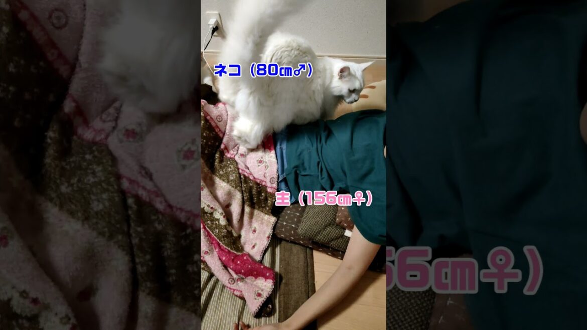 メインクーンの大きさが分かる？？