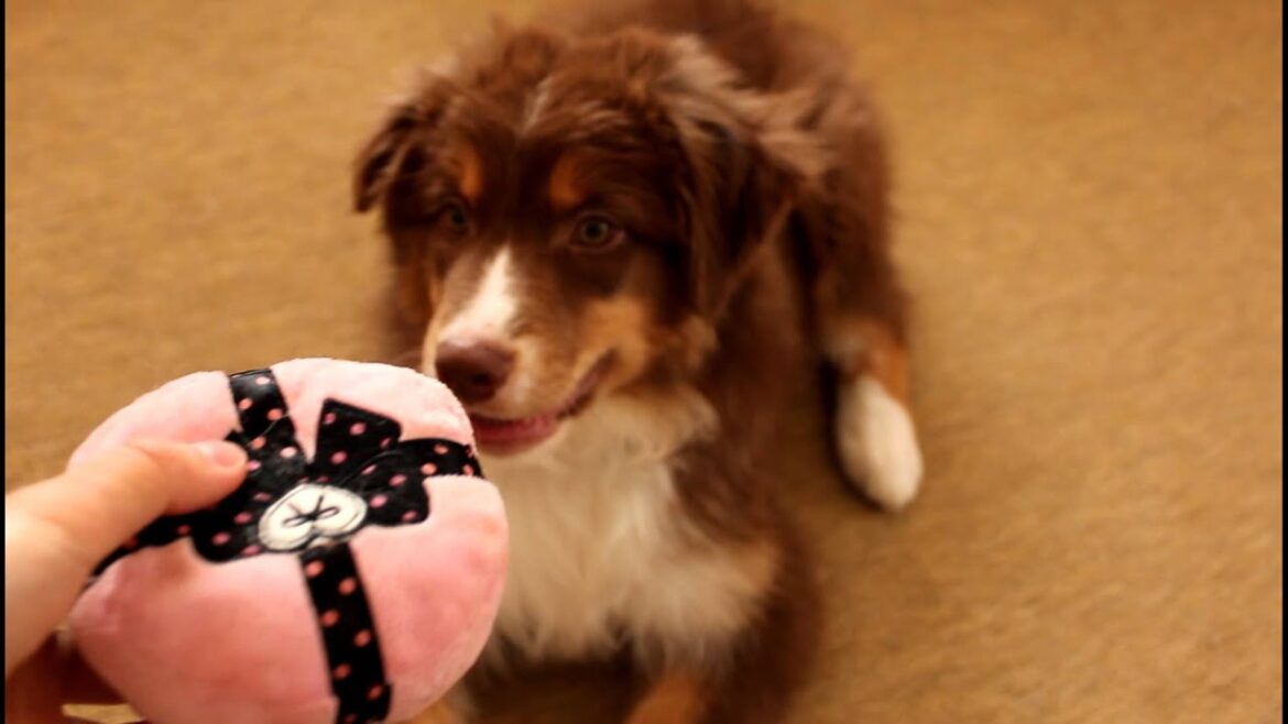 オーストラリアンシェパードの仔犬