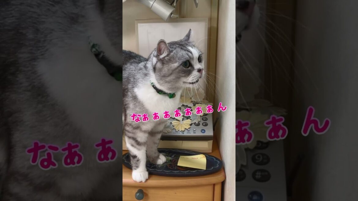 ママにしか甘えない兄猫が可愛いすぎる@shotrs