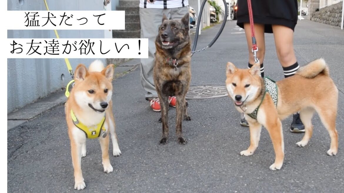 【感動】甲斐犬ハルヱに友達が！？柴犬マメもメロメロになる柴犬一太君との出会い♪初のコラボ企画でドキドキの交流会！！【甲斐犬・柴犬】