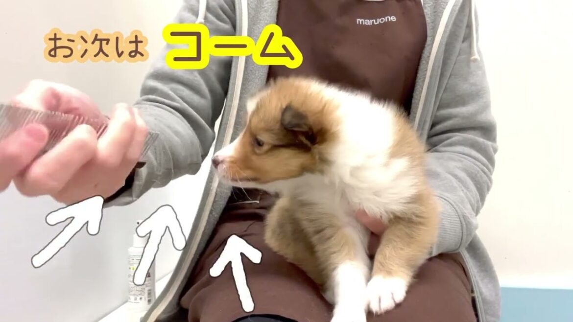 【シェットランドシープドッグ】シェルティちゃんのお手入れ(ブラッシング)トレーニング！