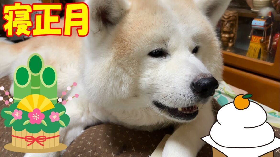 寝正月・秋田犬そうすけ君・去年ぶりにお布団から出てきました【VLOG】