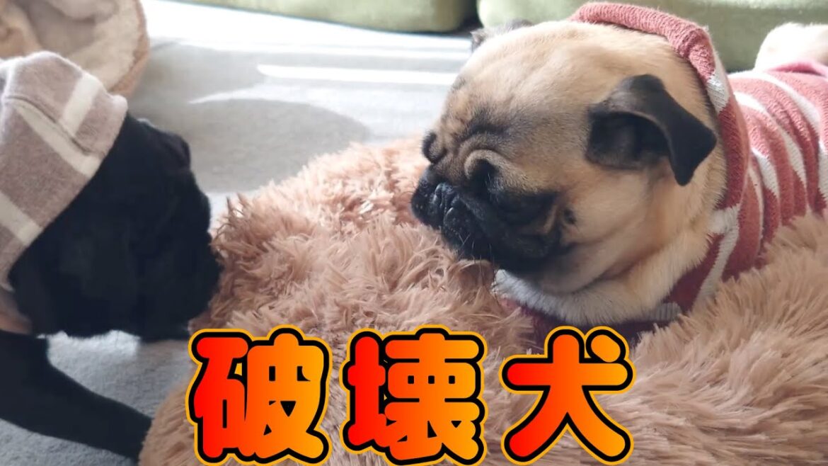 ふわふわベッドを買ったら、一日で破かれそうだったｗｗ【パグ多頭やんちゃ姉妹】