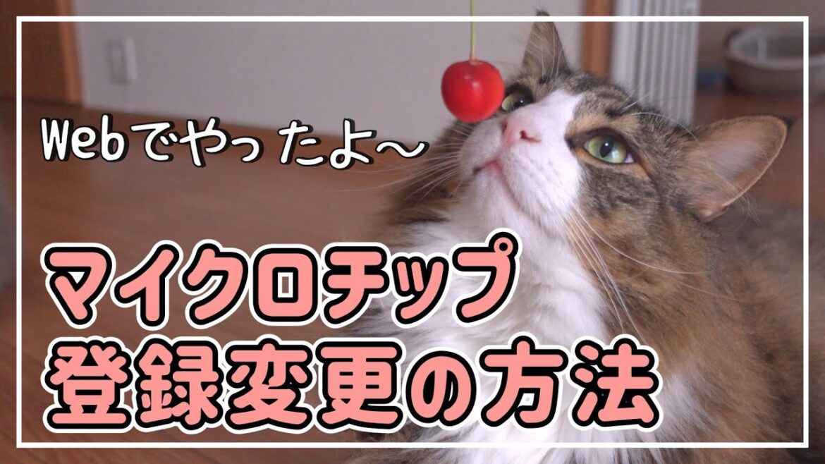 マイクロチップの登録内容変更しました【ノルウェージャンフォレストキャット】