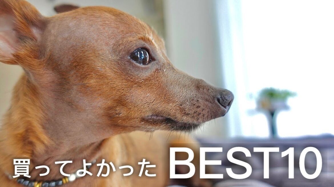 【犬用グッズ／2021】本当に買ってよかったBEST10【ミニピン】