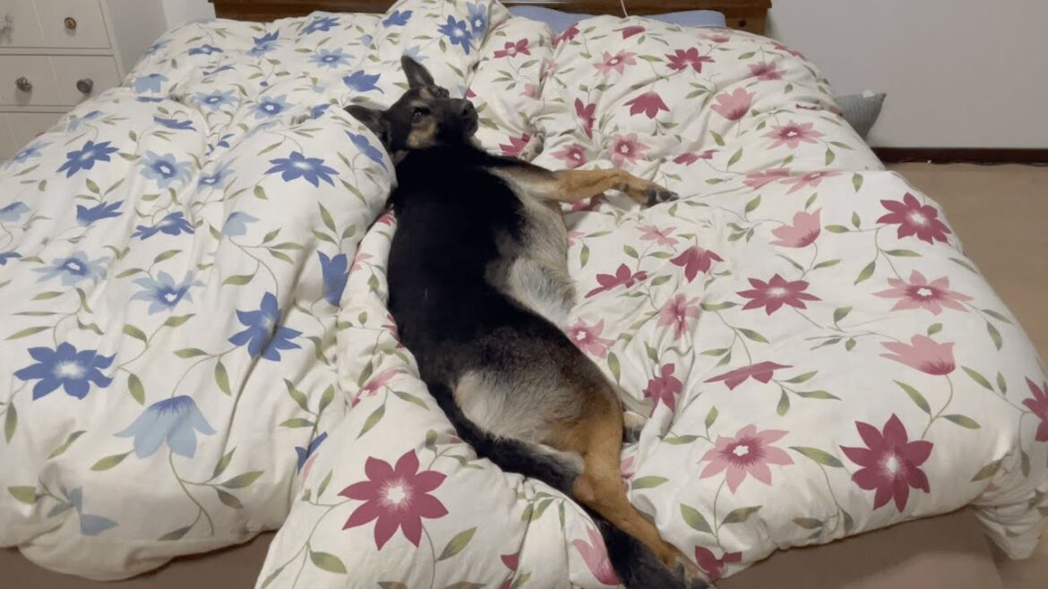 なんで？　愛犬はママの布団の上でしか寝ませんｗ【ジャーマンシェパード】