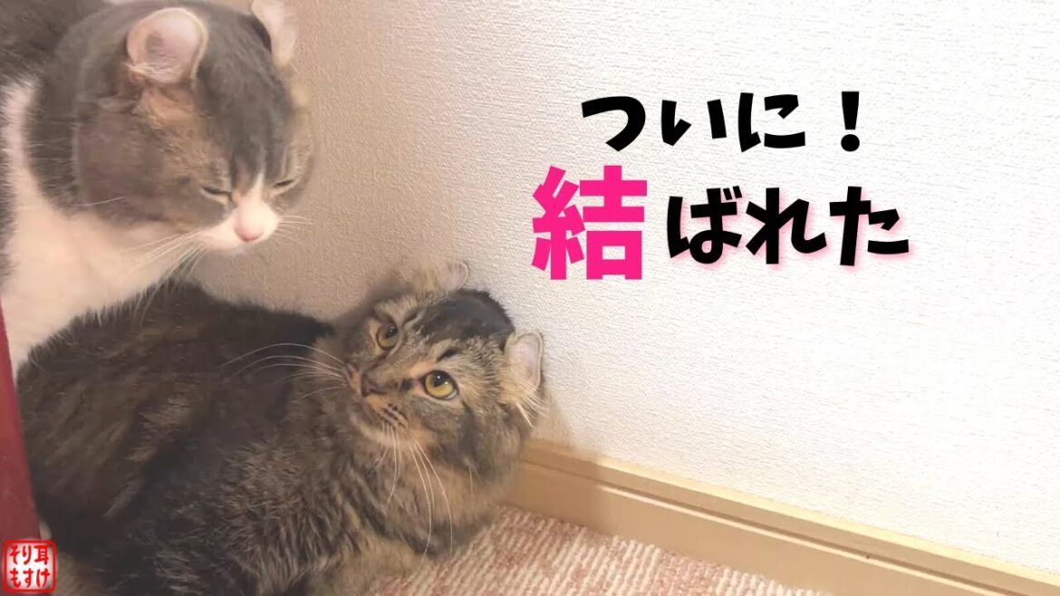 ういういしい初めての交尾。行為後の猫がこんな動きをするなんて…