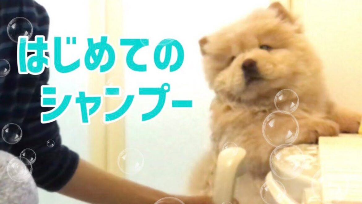 赤ちゃんチャウチャウをシャンプーしたら別の生き物になった