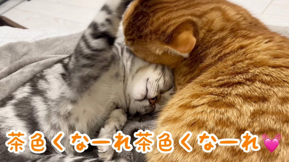 ぽちゃくんに甘えるクロくんを見ながらふみふみするポッポママ。