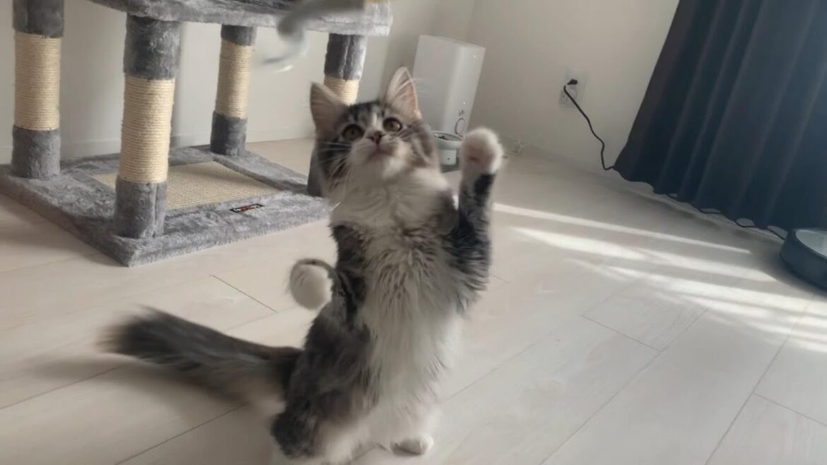 02_ごはんとねこじゃらし【ノルウェージャンフォレストキャット】