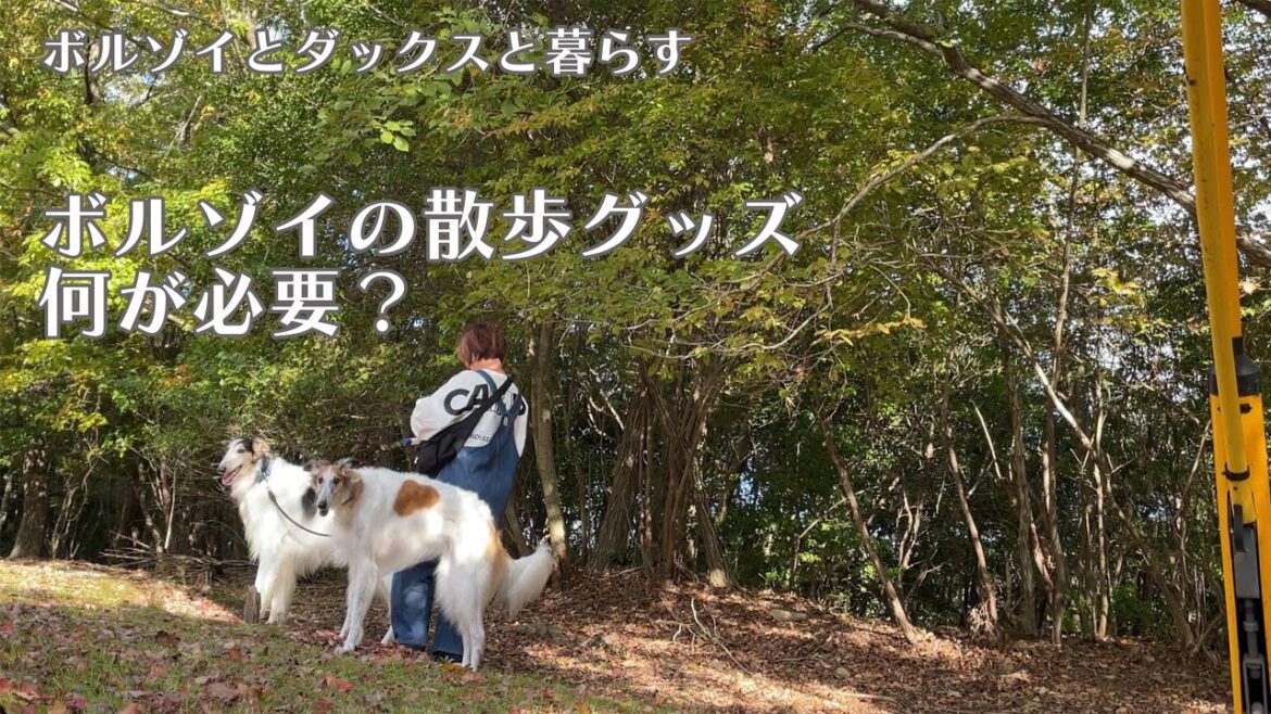 【ボルゾイの散歩グッズ】迷走し続けた我が家の散歩グッズ。その結果とは。
