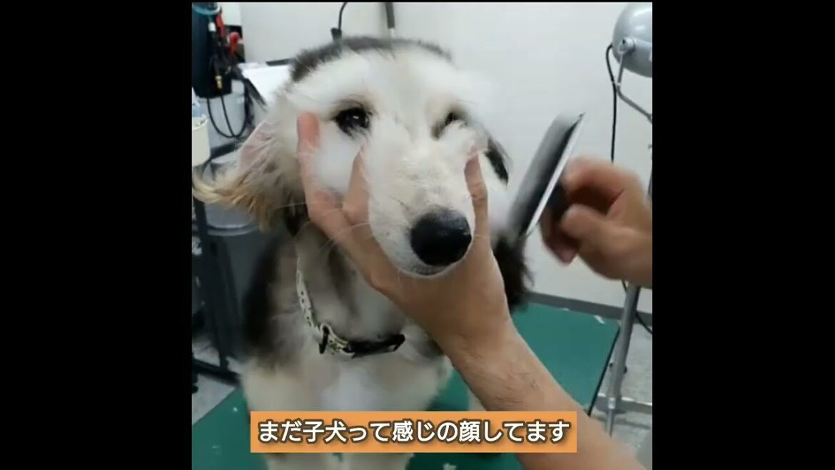 少し成長してきたララァ（アフガンハウンド）