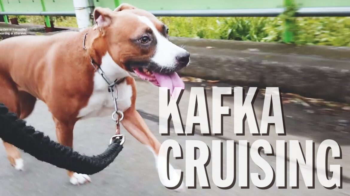 【驚愕】それでは闘犬種の散歩量をご覧ください「アムスタッフのカフカ」