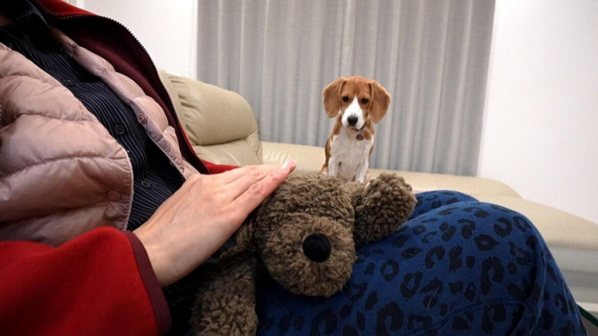 ぬいぐるみを可愛がっても嫉妬なんかしないビーグル犬ｗ