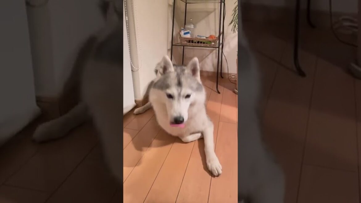 伏せしたつもりがなぜがアザラシみたいになるシベリアンハスキー
