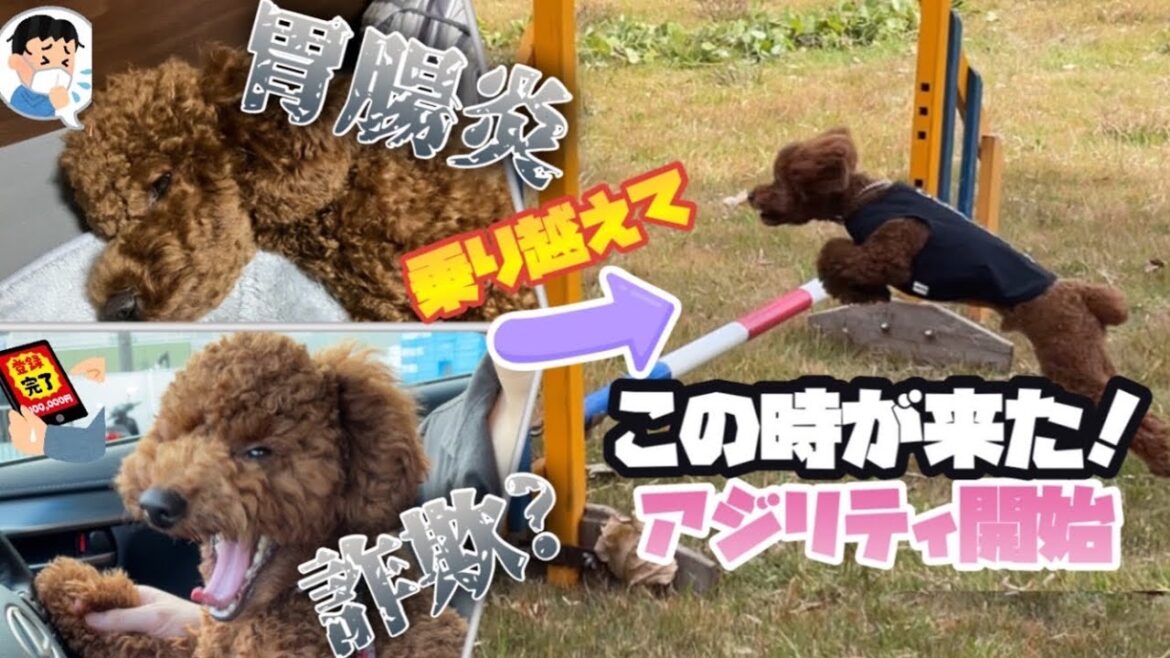 病気や詐欺を乗り越えアジリティドックになったトイプードルの軌跡