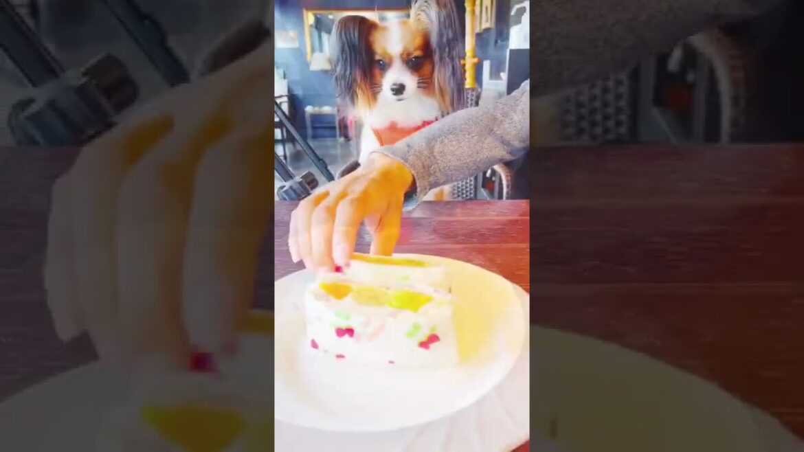 星野珈琲でテンションが上がった犬たち【パピヨン、ポメラニアン】#shorts