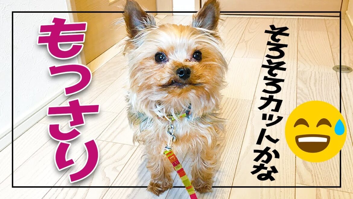 久しぶりにお家でセルフカット 【ヨークシャテリア 犬】 How To Groom Your Dog at Home 【Yorkshire Terrier Grooming】