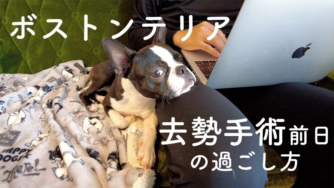 【ボストンテリア】去勢手術前日の過ごし方