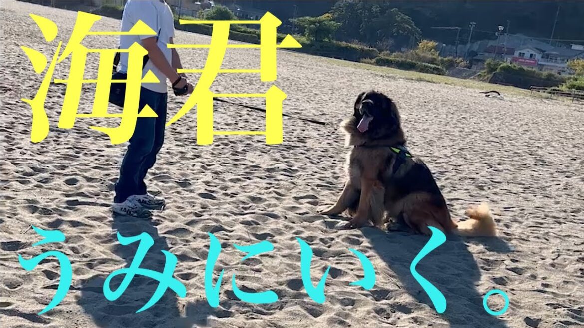 【レオンベルガー】絶対に水際には行きたくない海君【超大型犬】