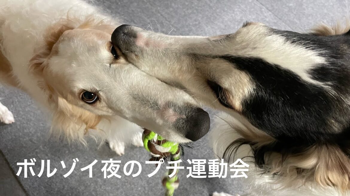 【ボルゾイ夜のプチ運動会】おやすみ前のひと暴れ。 【ボルゾイ夜のプチ運動会】おやすみ前のひと暴れ。