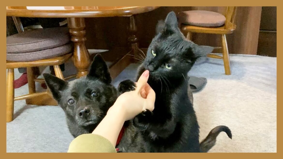 【甲斐犬】｢え、それ私のじゃないの…？｣優しすぎてオヤツを奪われちゃった甲斐犬が可愛すぎる！