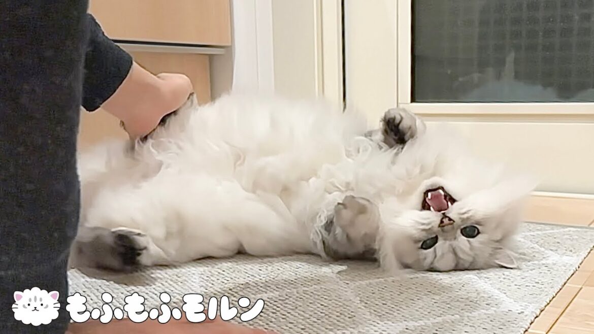 もふもふ猫のナイトルーティン 【サイベリアン】