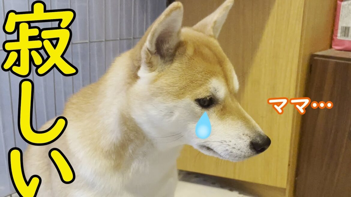 【かわいい】ママがお出かけした寂しさで泣く柴犬 【かわいい】ママがお出かけした寂しさで泣く柴犬