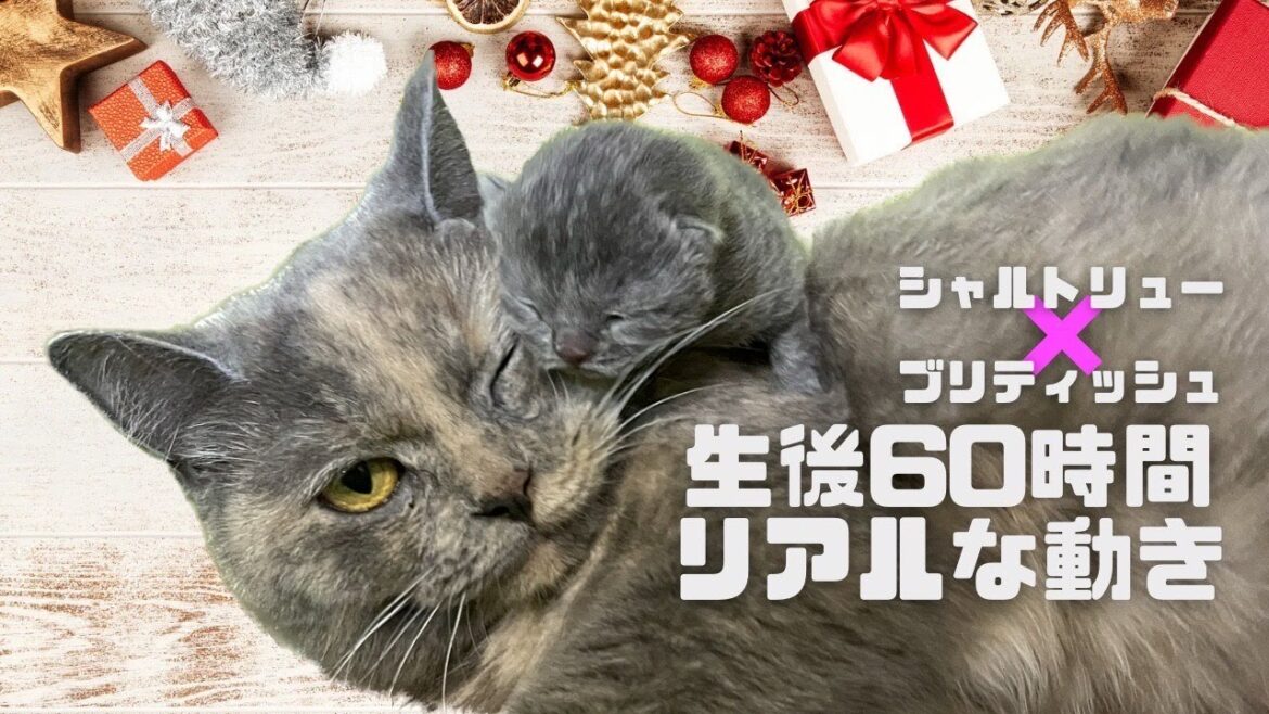 【シャルトリュー✖️ブリティッシュ子猫 60H】あまり動きがないのでボーとご視聴下さいませ