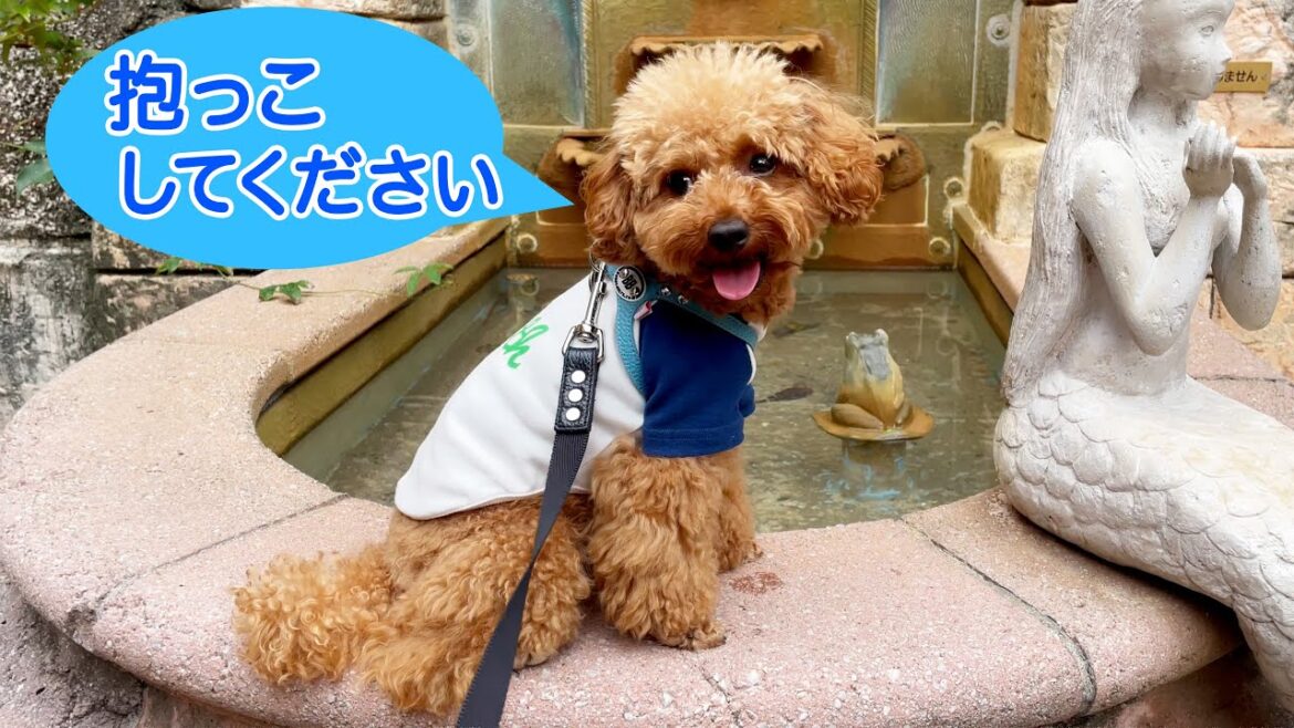 【トイプードルのテト】和歌山・わかうら食堂とポルトヨーロッパ（マリーナシティ）#toypoodle
