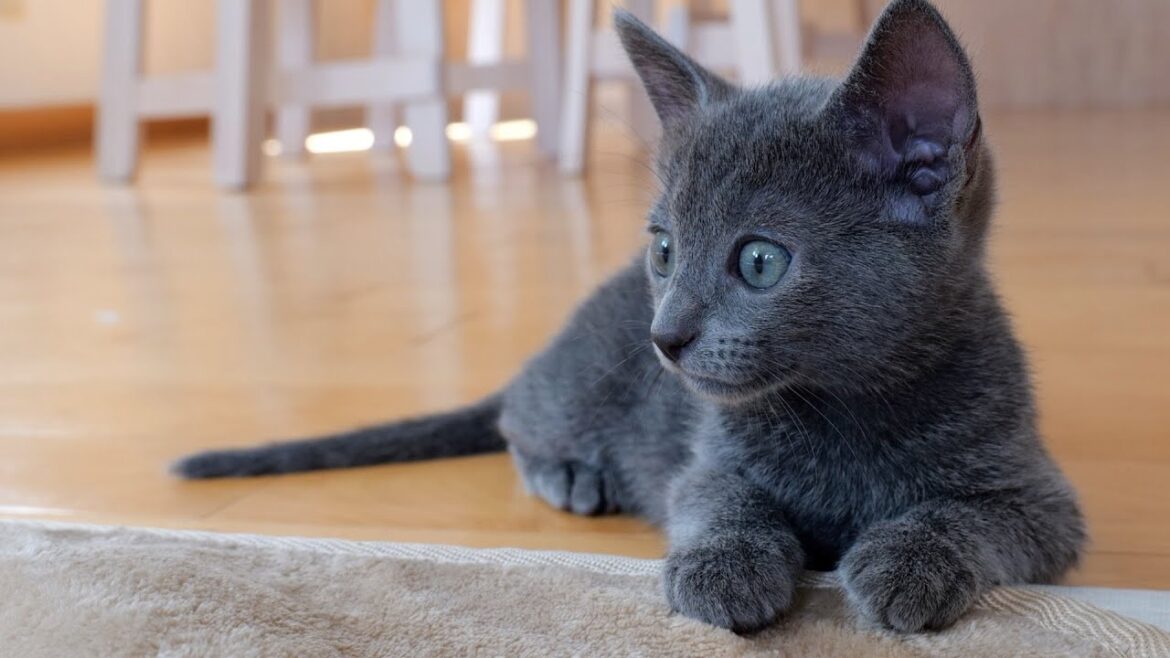 生後57日目のロシアンブルー子猫、大運動会 生後57日目のロシアンブルー子猫、大運動会