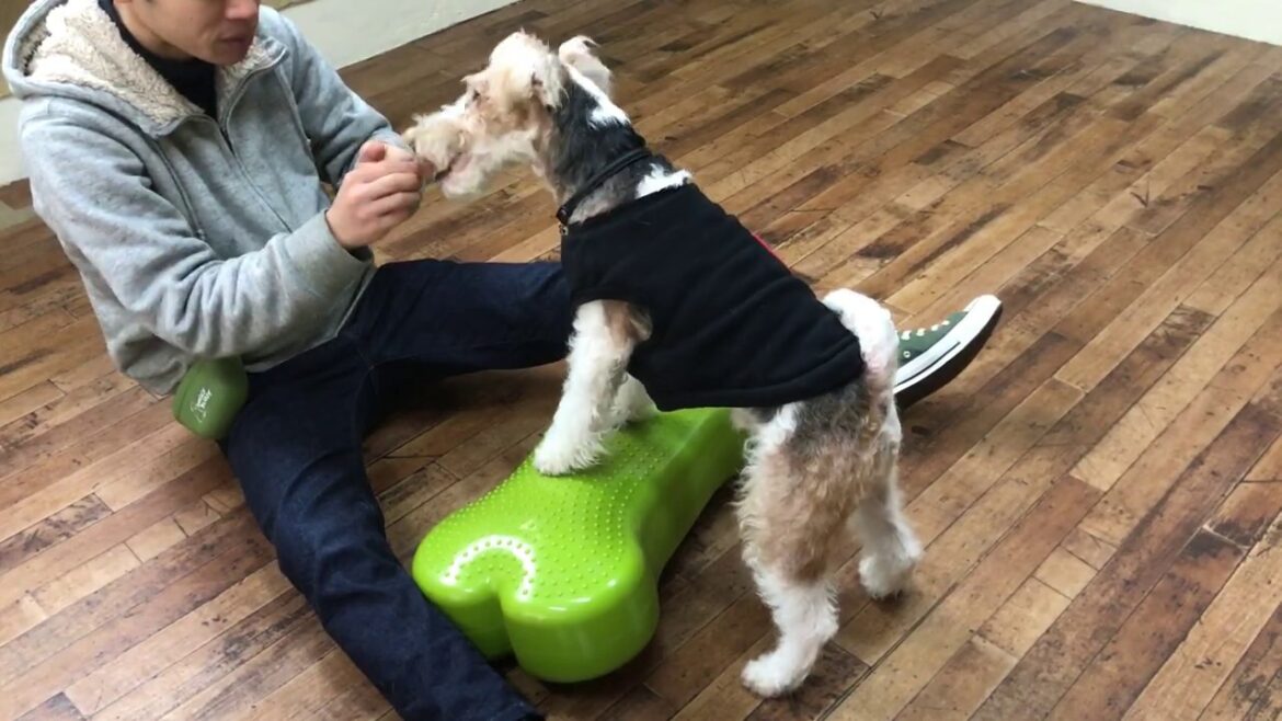 ワイヤーフォックステリアの”マーカスくん”と”バランスボール”に初挑戦! ワイヤーフォックステリアの”マーカスくん”と”バランスボール”に初挑戦!