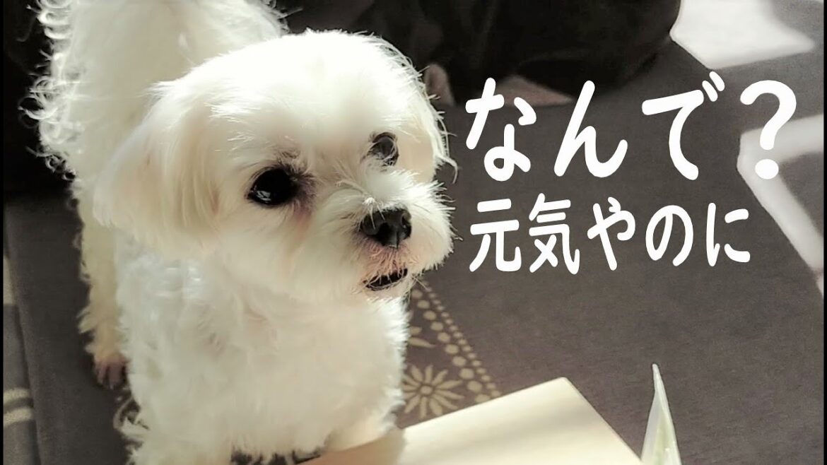 度々の検査通院がなんやかんや結局おもしろかった元保護犬マルチーズ/採血とレントゲンとワクチン抗体価検査