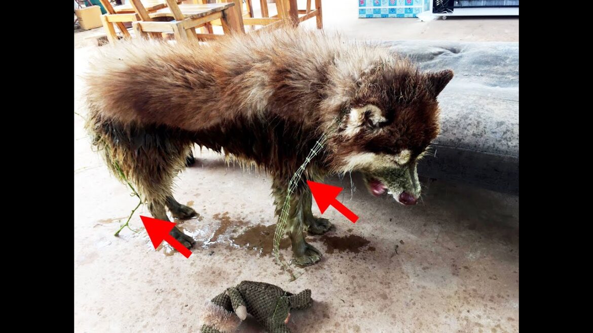 ゴミを巻きつけて帰ってきた【犬】【アラスカンマラミュート】【大型犬】