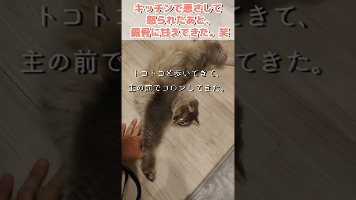 怒られた後にしおらしく甘えに来たもふ猫がかわいい【サイベリアンのラフィ】#shorts 怒られた後にしおらしく甘えに来たもふ猫がかわいい【サイベリアンのラフィ】#shorts
