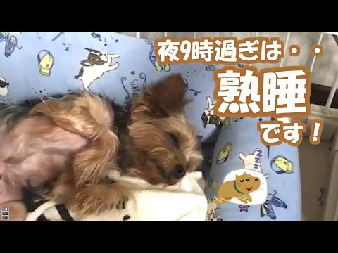 昼間は元気いっぱいで遊ぶヨーキーも毎日21時近くになると・・・(すやすや編)【yorkshre terrier】【ヨークシャーテリア】 昼間は元気いっぱいで遊ぶヨーキーも毎日21時近くになると・・・(すやすや編)【yorkshre terrier】【ヨークシャーテリア】