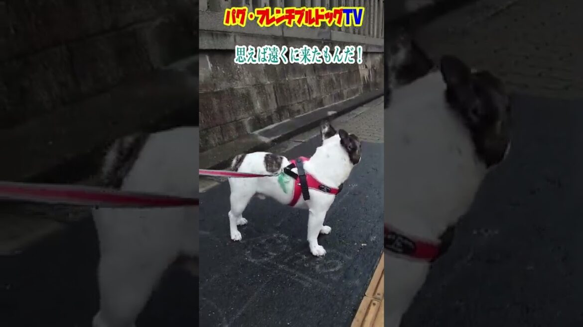 遠くに来すぎて、あくびで誤魔化す愛犬フレブル　フレンチブルドッグ『ぶーちゃん日記』Frenchbulldog From Japan