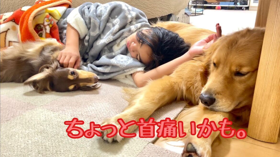 不自然な首の角度でも、姉のために身動きしない大型犬クッキー【ゴールデンレトリバーとミニチュアダックスフンド】