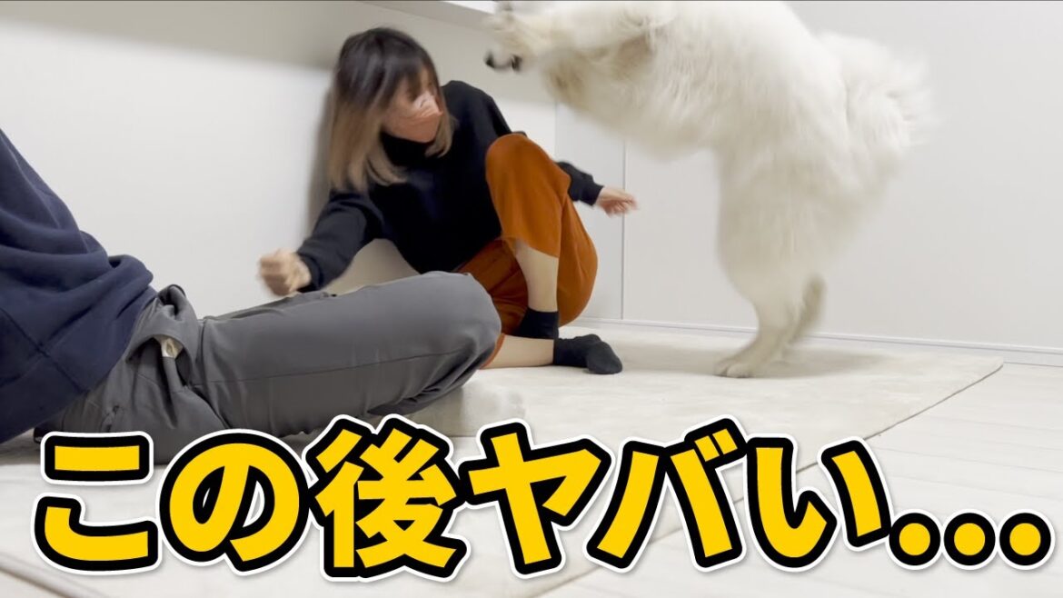 飼い主達がケンカしていたら愛犬はどうする…？【サモエド】
