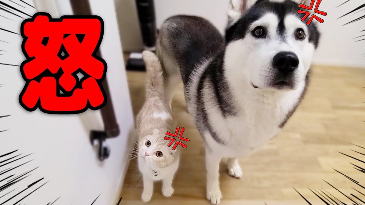 帰宅が遅くて心配した子猫とハスキー犬達が怒りで震えていました...汗