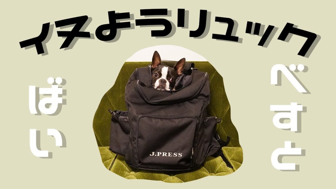 【ボストンテリア】犬用リュックを買ってみたら思いのほか良すぎちゃった