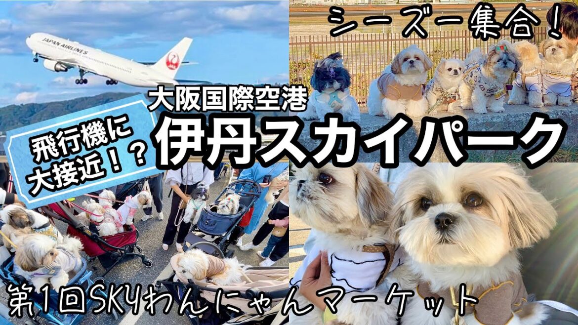 【シーズー犬とおでかけ】飛行機の滑走路が一望できる公園でマルシェに行ってきた #伊丹スカイパーク #SKYわんにゃんマーケット