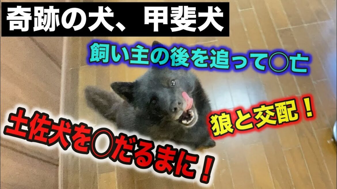 【忠犬】甲斐犬のエピソードトークをします