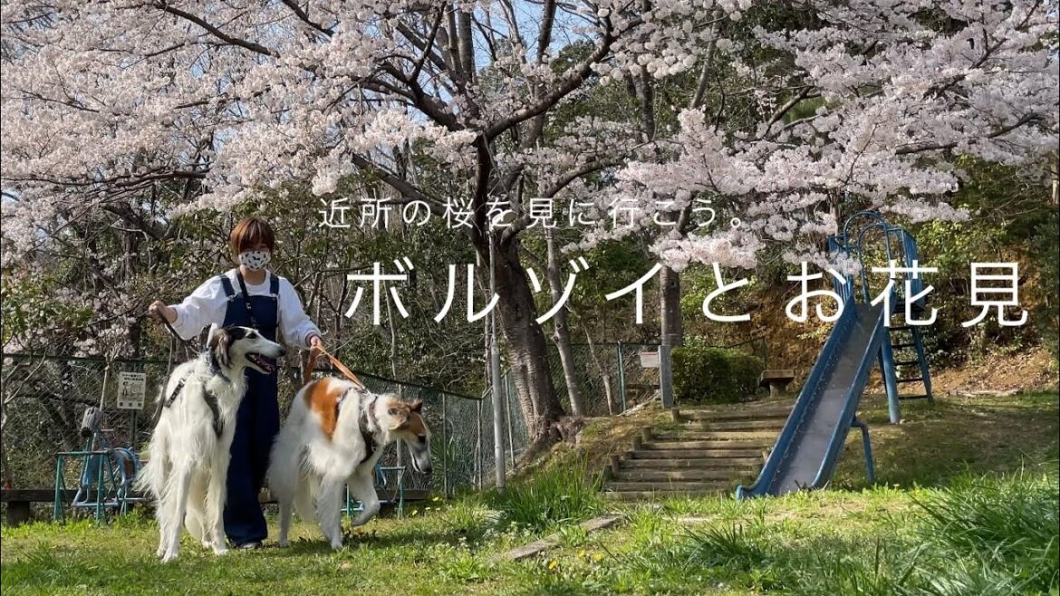 【お花見散歩】ボルゾイと一緒に近所の桜を見に行こう。