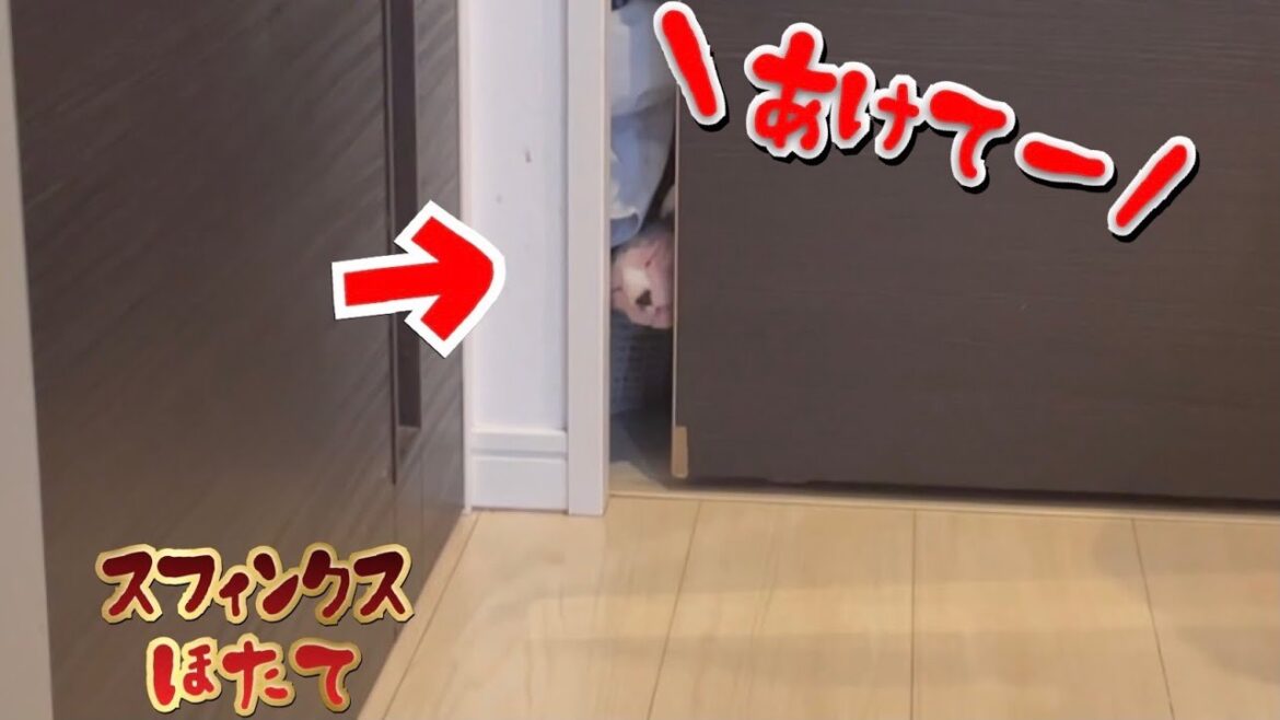 閉じ込められたっ！開けろコラっ！スフィンクスほたて