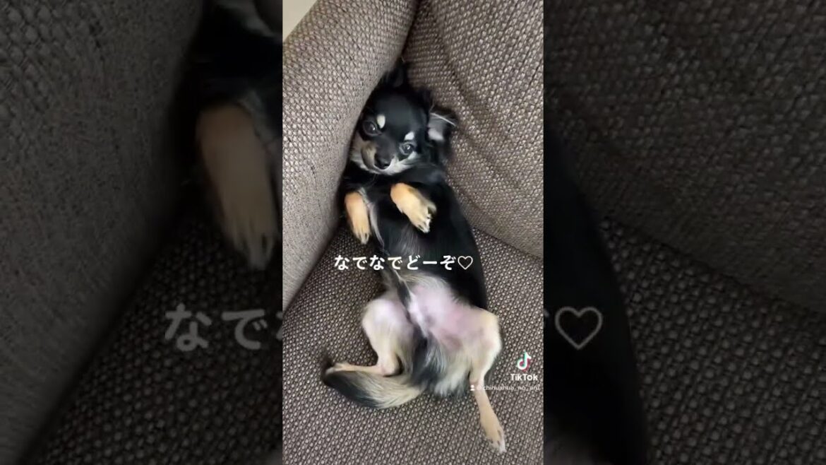 かわいい犬|ロングコートチワワのウルくん【なでなで待ち♡】