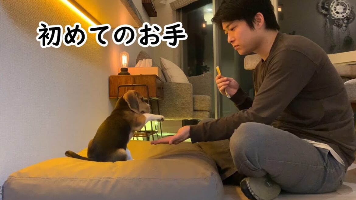 ビーグル、初めてのお手